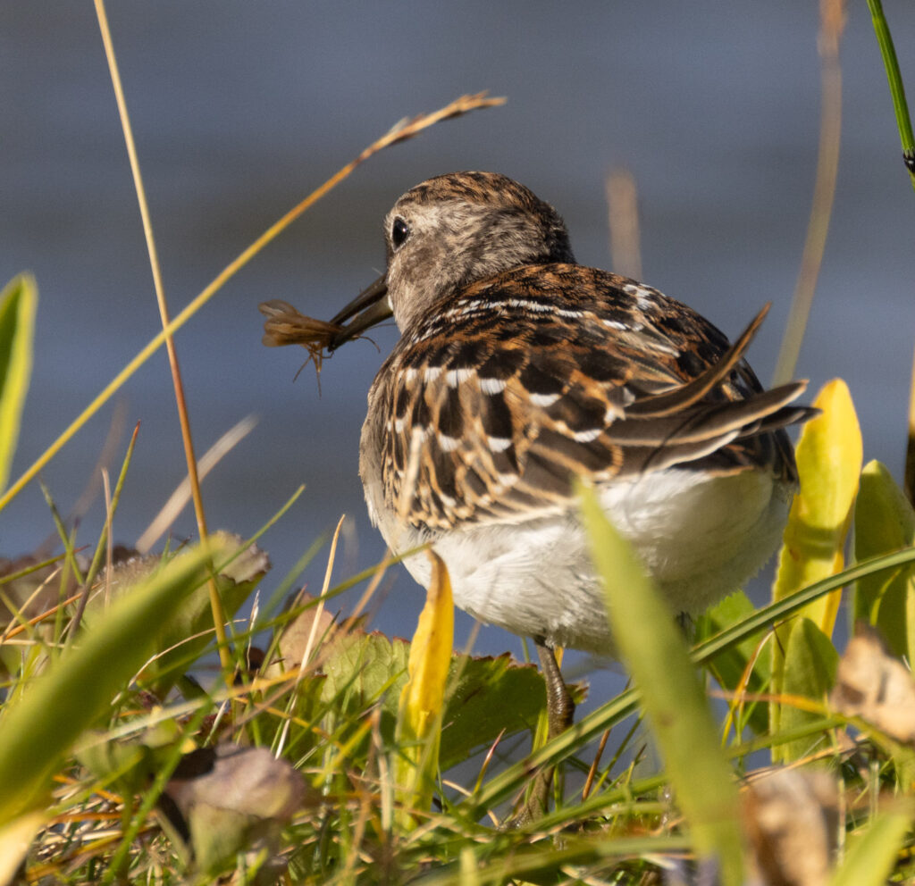 Least Sandpiper with Prey