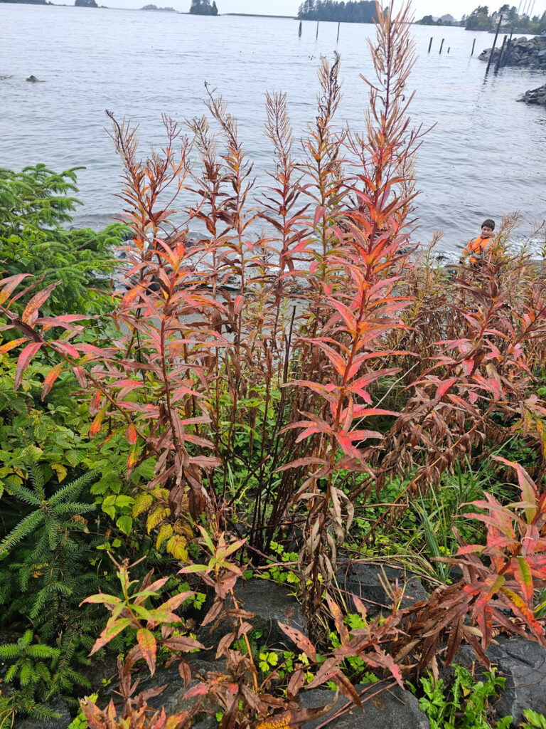 Fireweed Showing Fall Colors