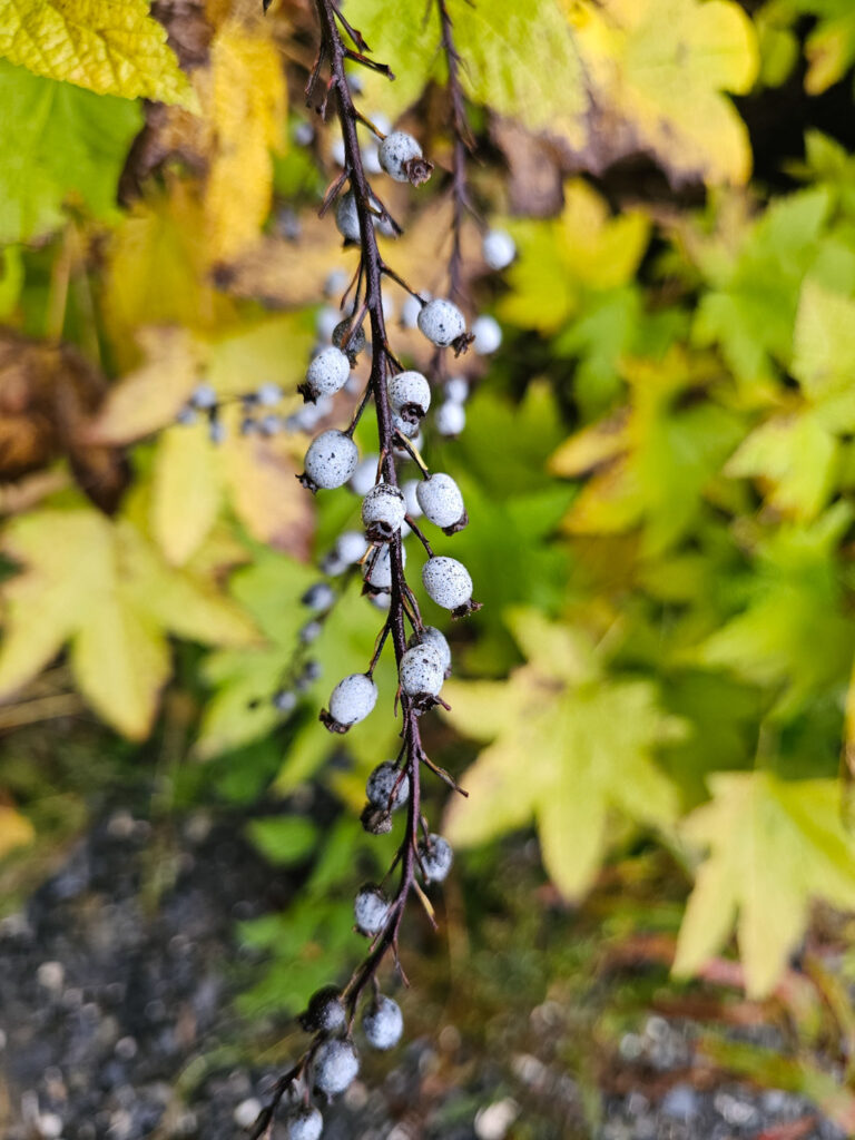 Gray Currant (<em>Ribes bracteosum</em>)