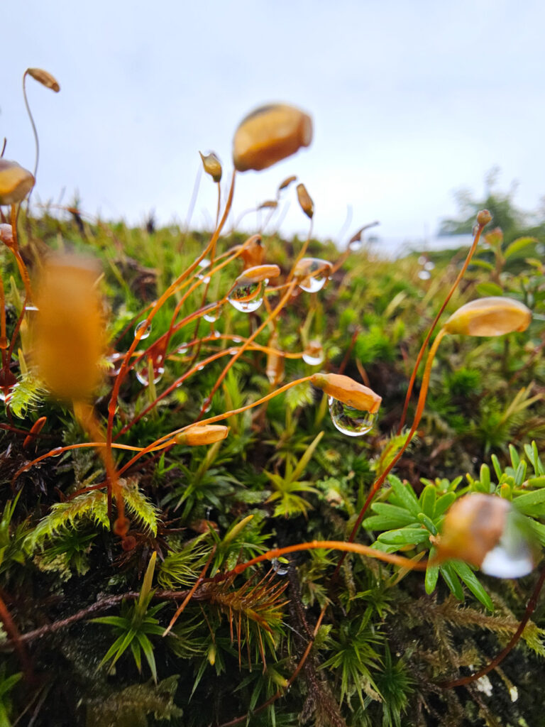 Moss (Polytrichastrum formosum)