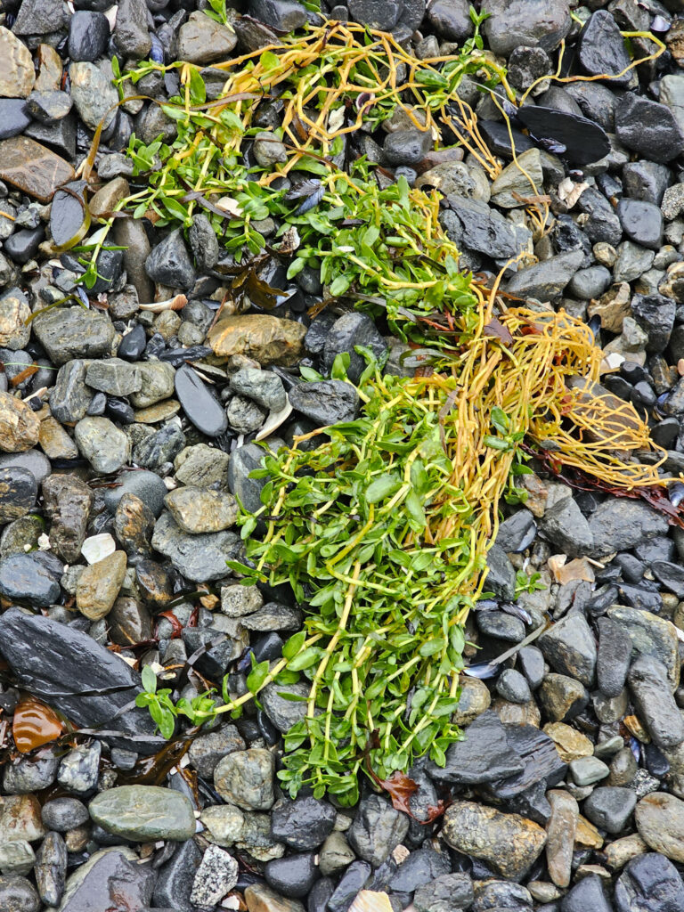 Beach Greens (Honckenya peploides)