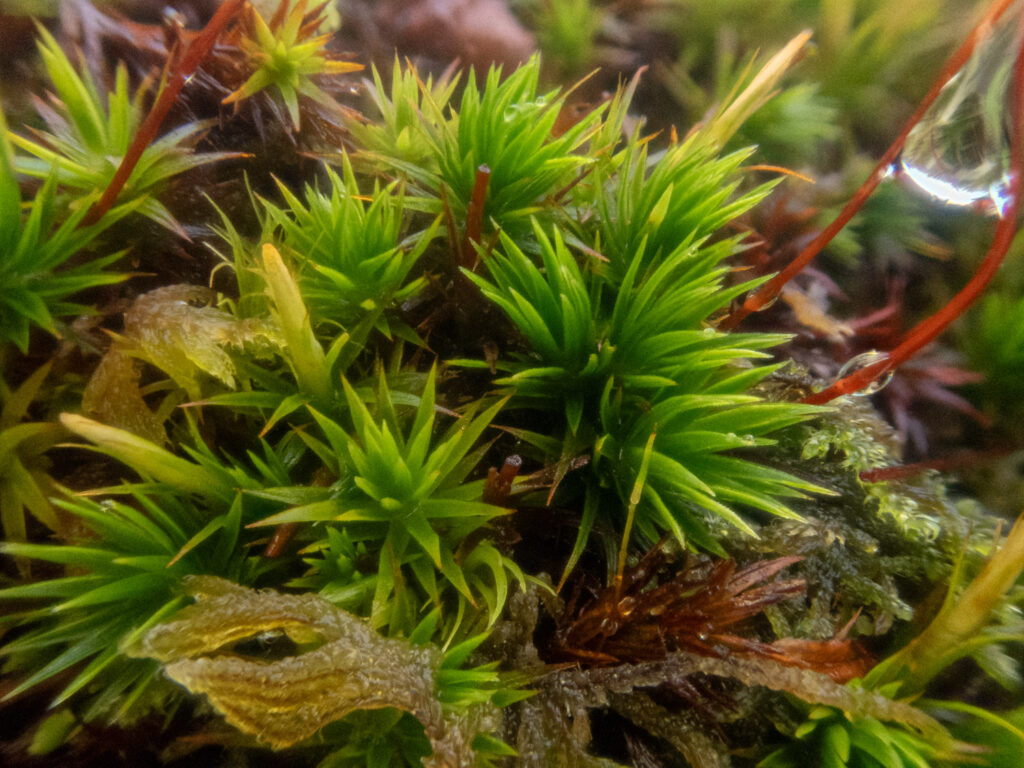 Moss (Polytrichastrum formosum)