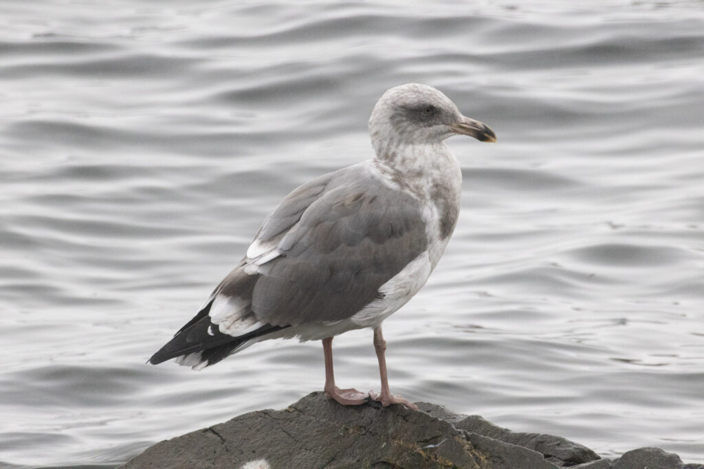 Western Gull