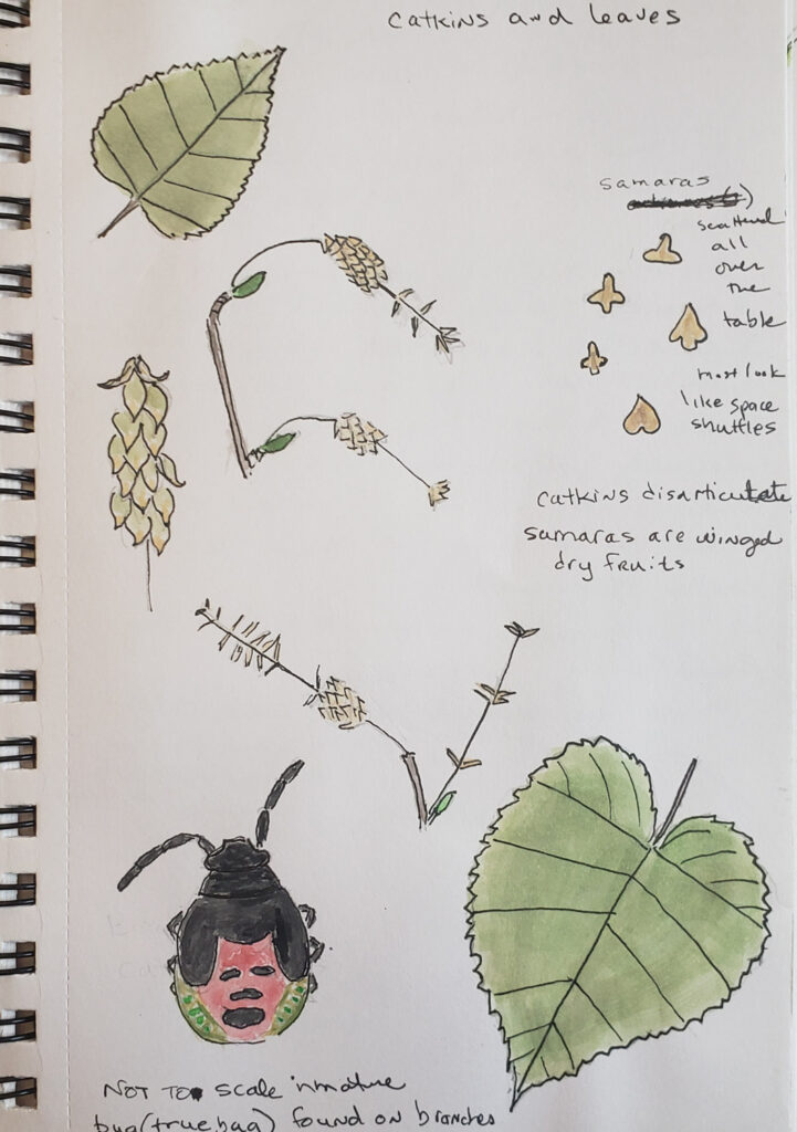 Birch Leaves and Catkins plus Shield Bug