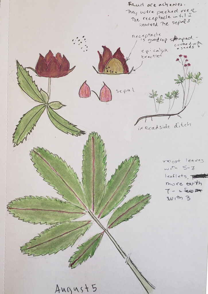 Illustration of Marsh Cinquefoil