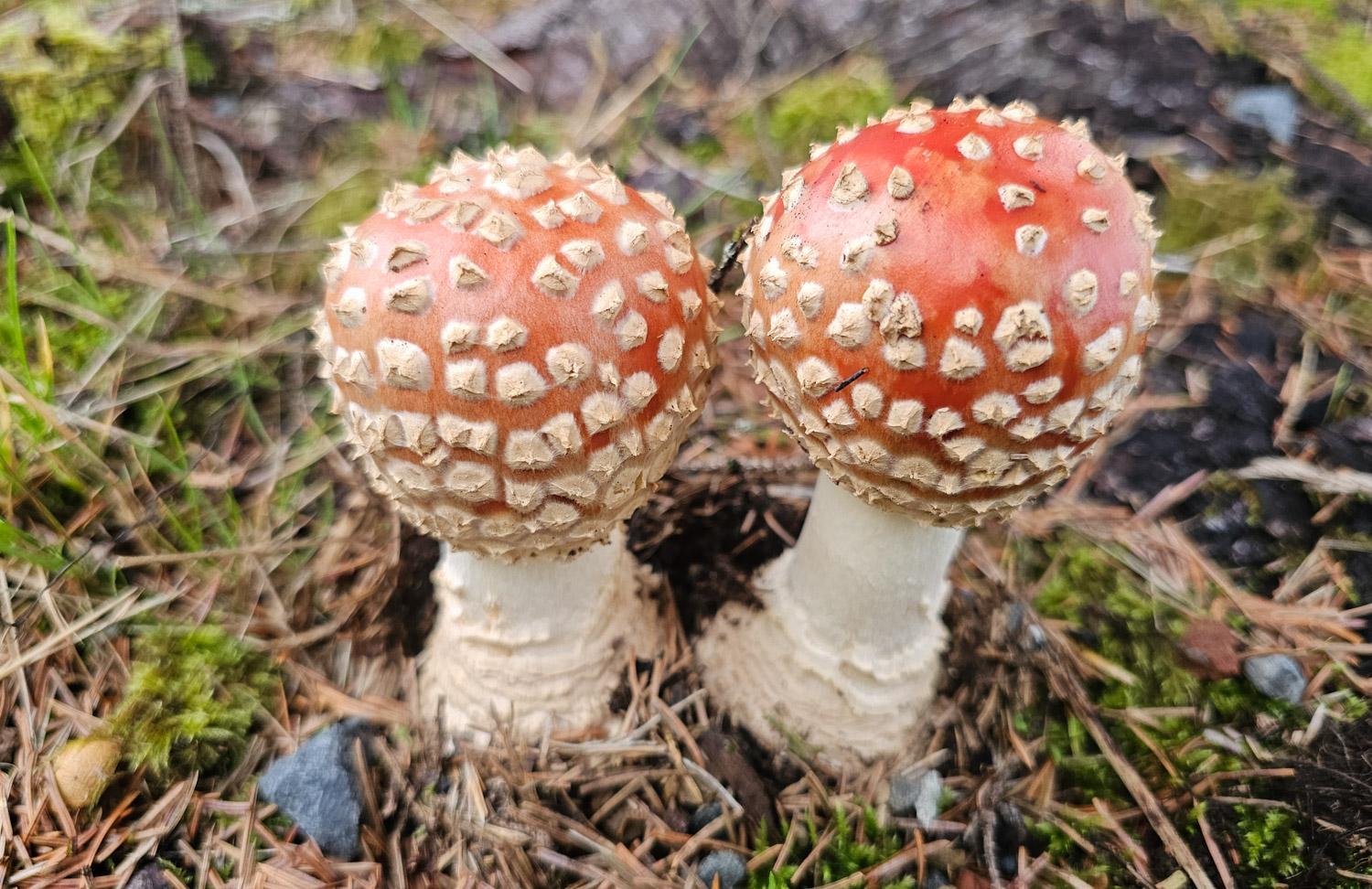 Fly Agaric (Amanita muscaria)