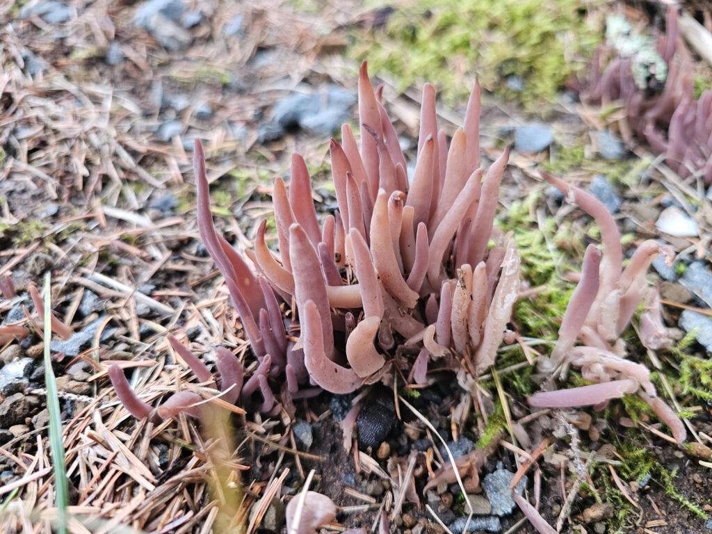 <em>Alloclavaria purpurea</em>