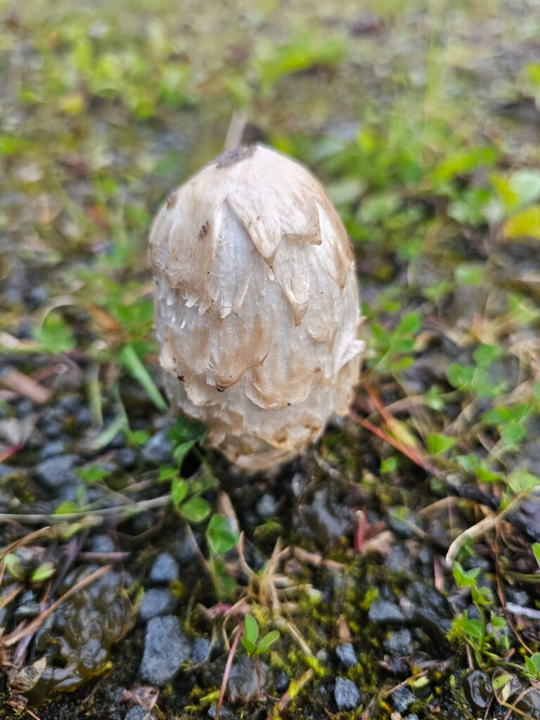 Shaggy Mane (Coprinus comatus)