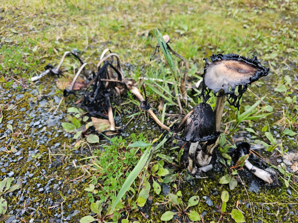 Shaggy Mane (<em>Coprinus comatus</em>)