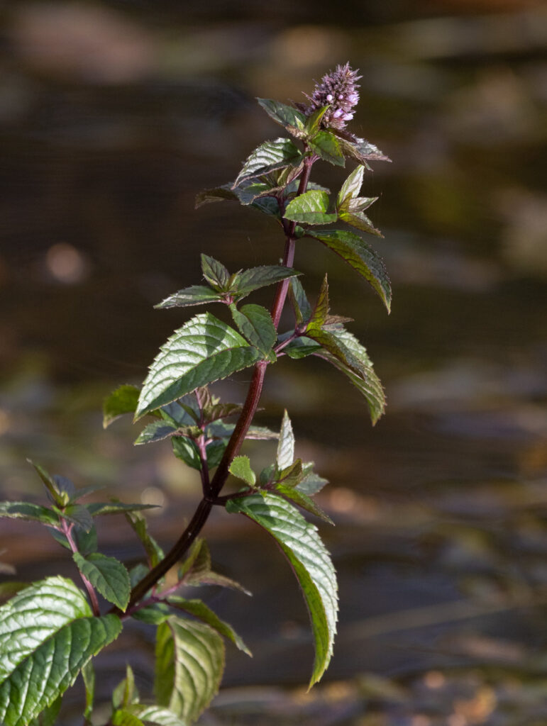 Mint (Mentha spicata)