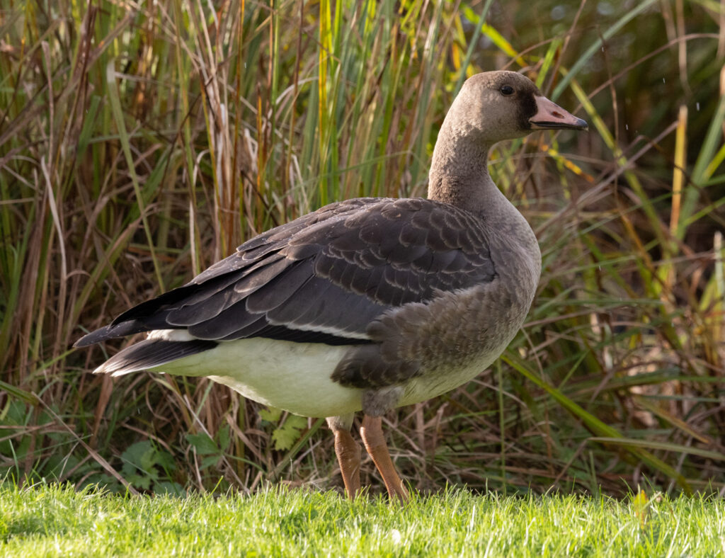 Greater White-fronted Goose