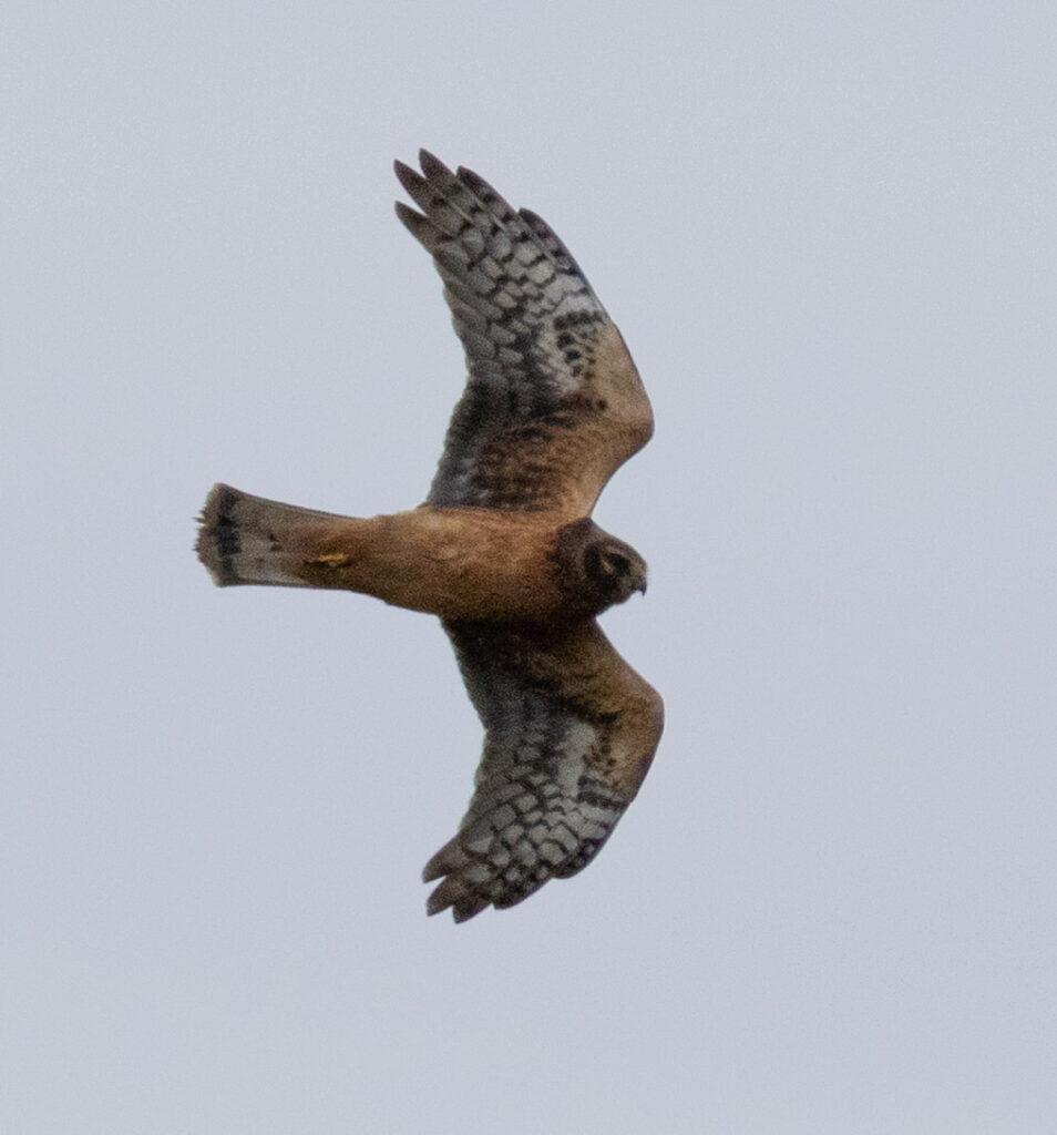 Northern Harrier