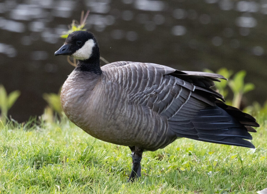 Cackling Goose