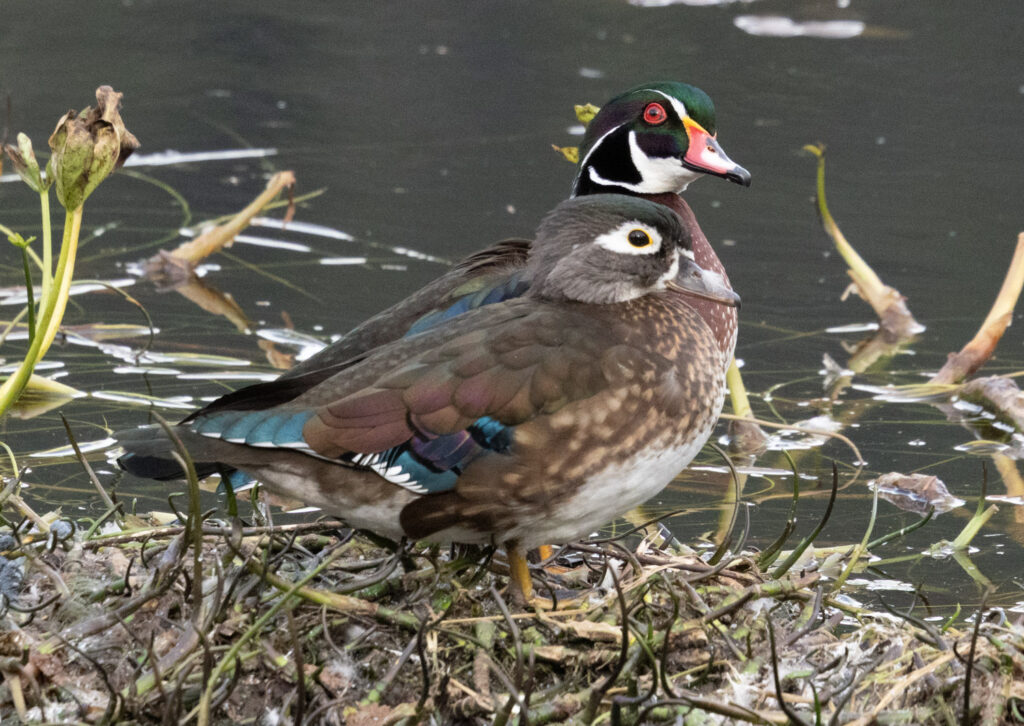 Wood Ducks