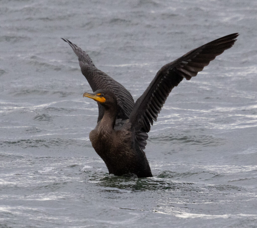 Double-crested Cormorant