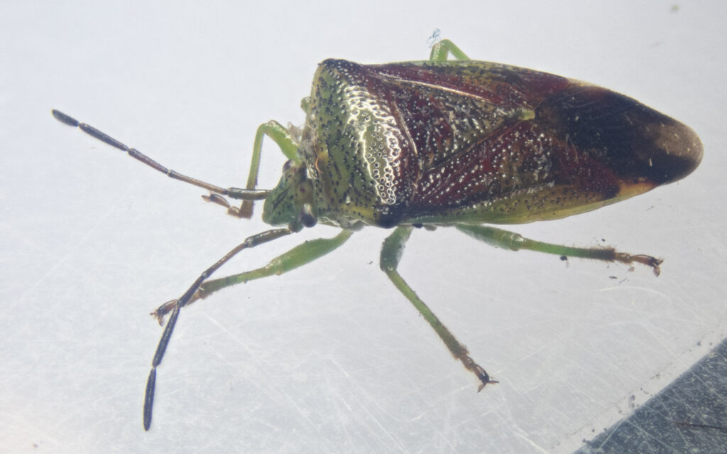 Shield Bug (<em>Elasmostethus</em>)