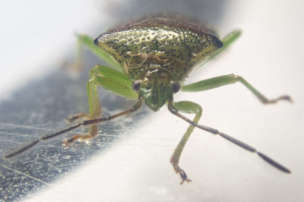 Shield Bug (Elasmostethus)