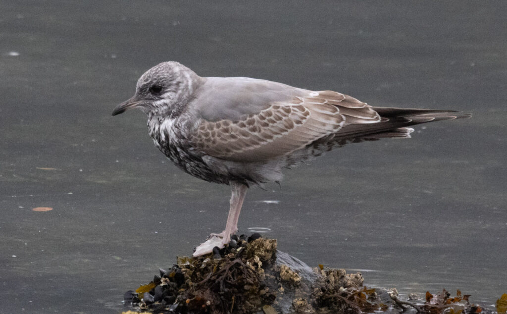 Short-billed Gull