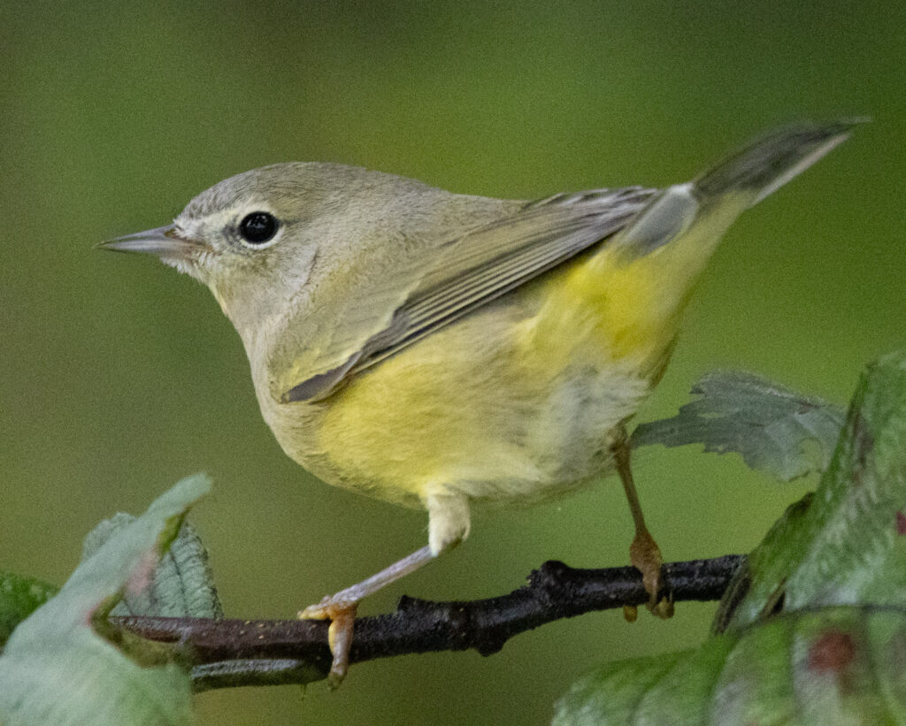 Orange-crowned Warbler