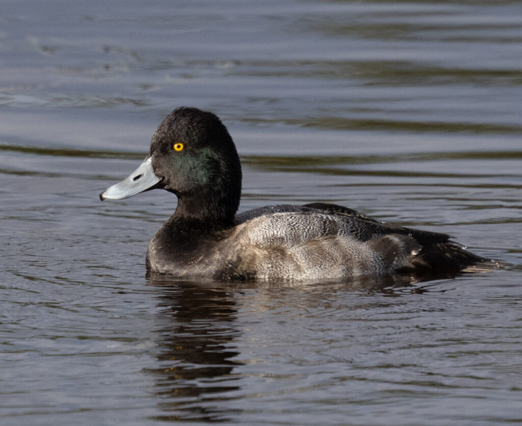 Lesser Scaup