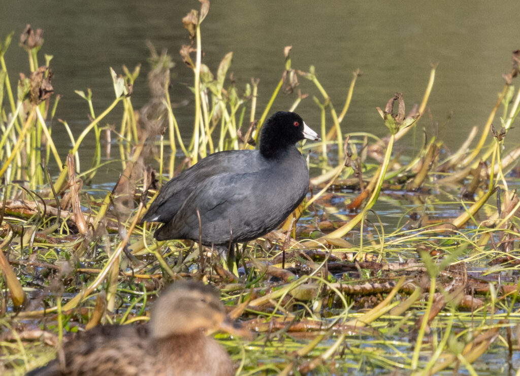 American Coot