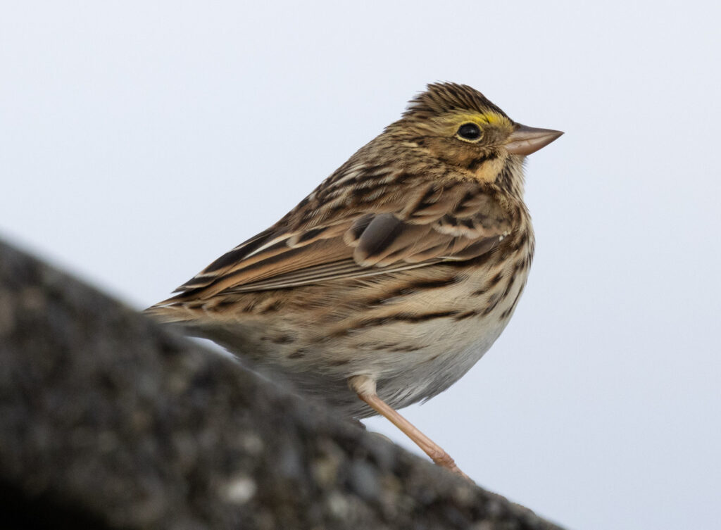 Savannah Sparrow