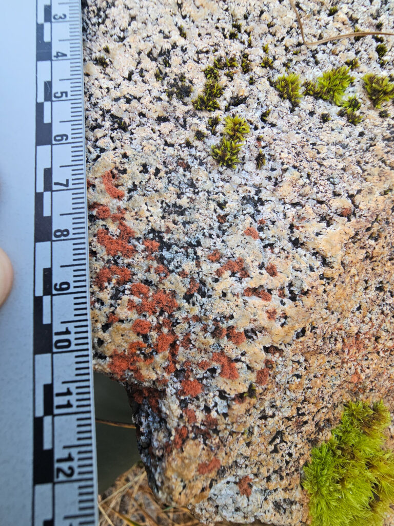 Orange Terrestrial Algae