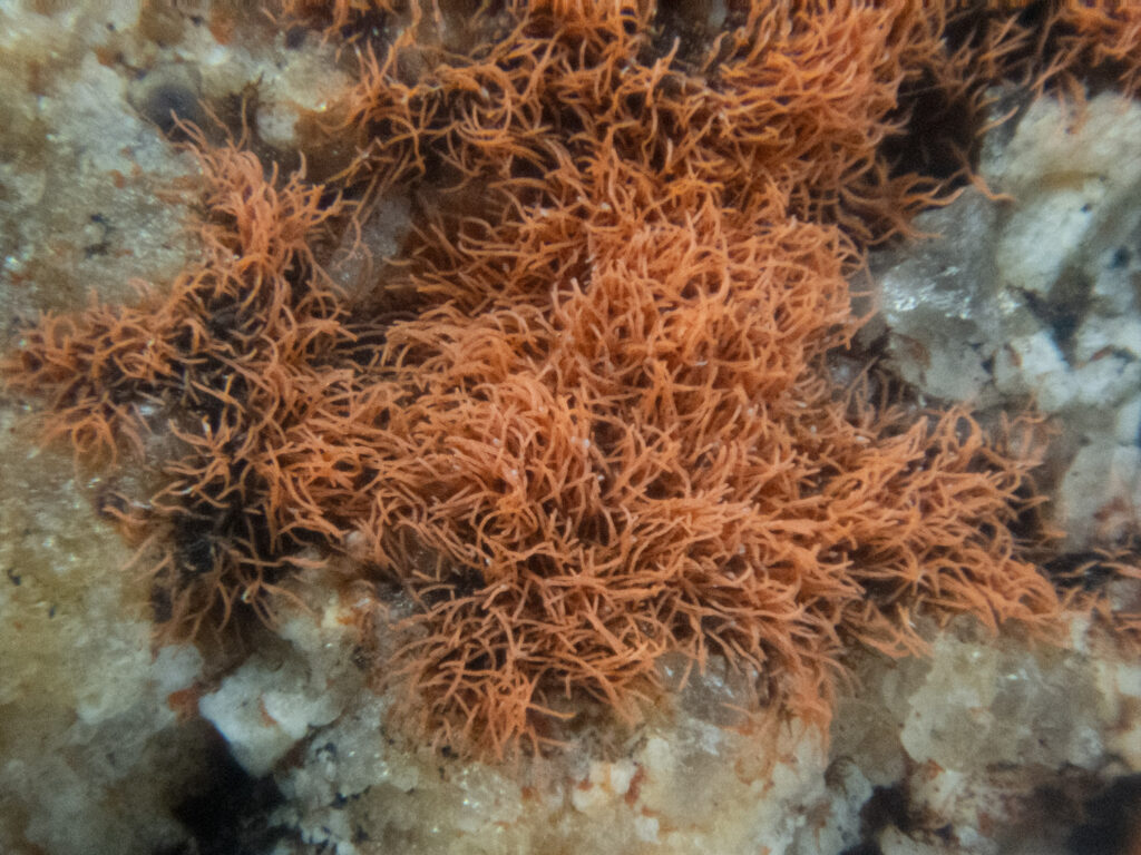 Orange Terrestrial Algae