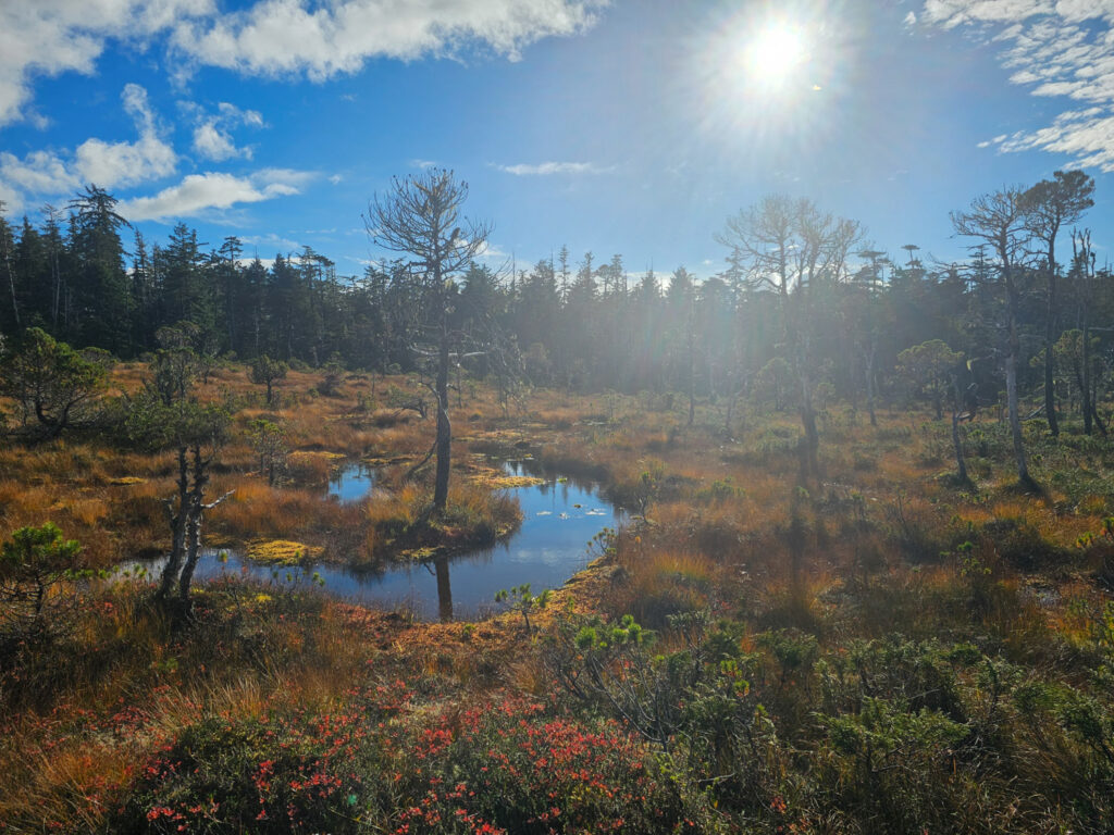 Fall Color on the Bog