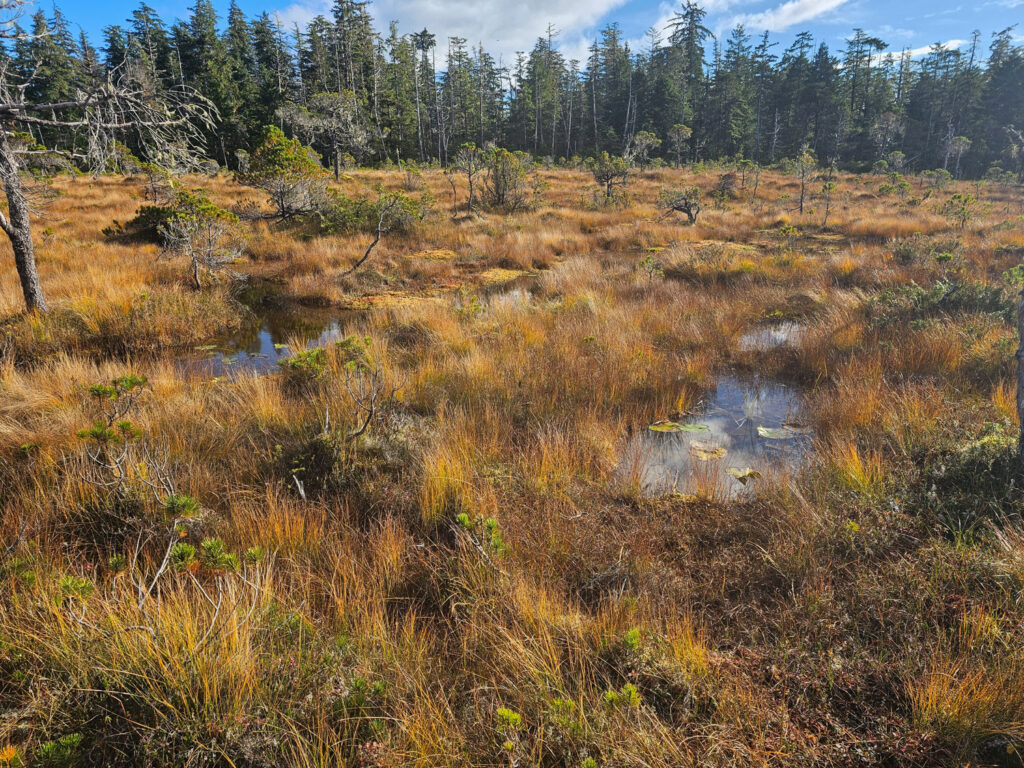 Fall Color on the Bog