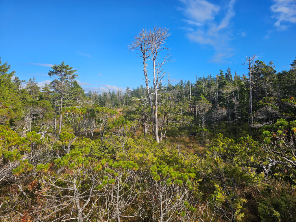 Treed Bog