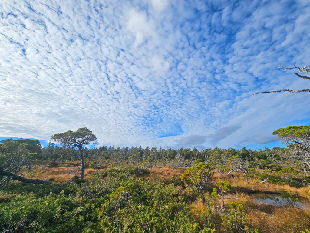 Bog with Clouds Overhead