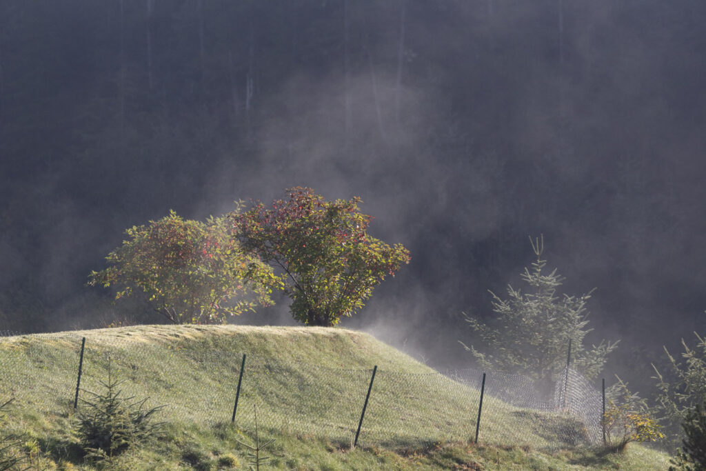 Steaming Grass