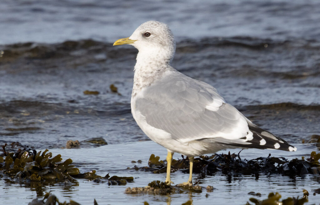 Short-billed Gull