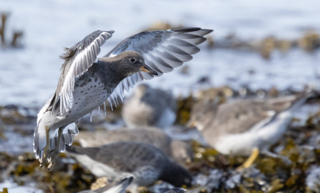 Surfbird at Halibut Point Rec