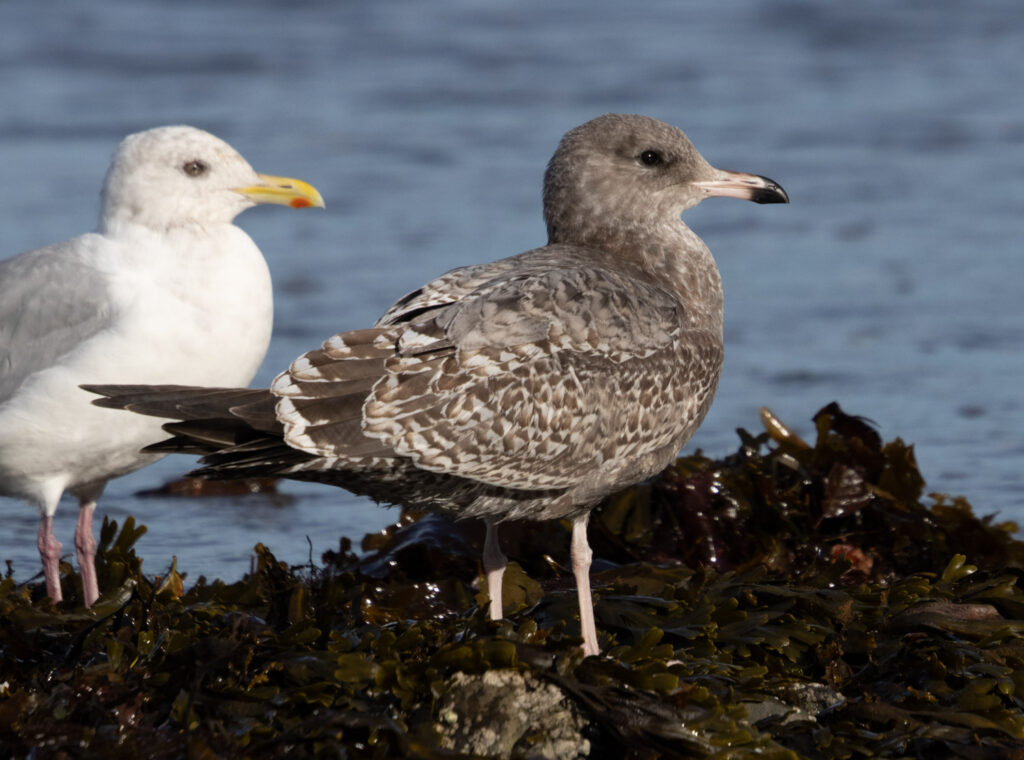 Immature Gull