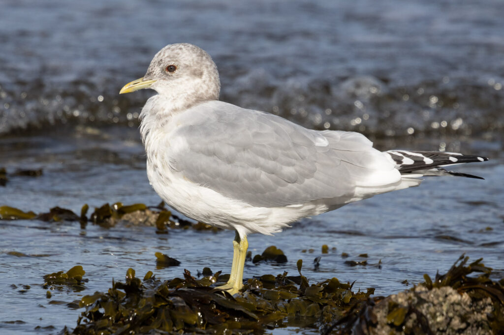 Short-billed Gull