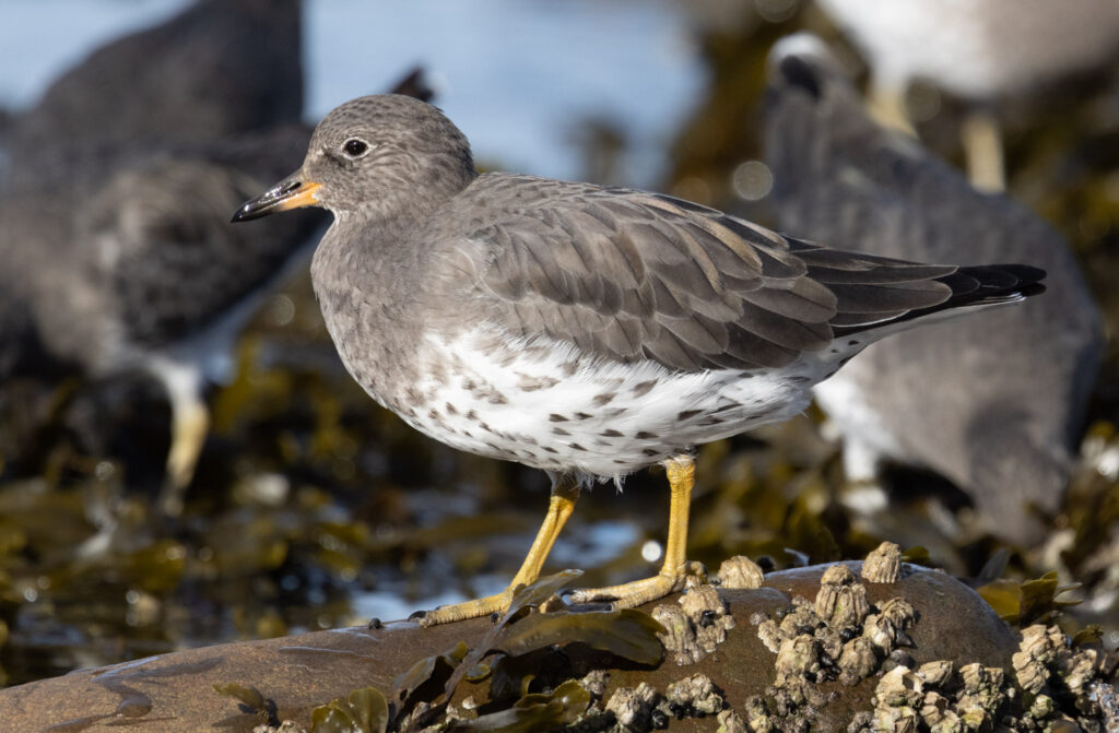 Surfbird at Halibut Point Rec