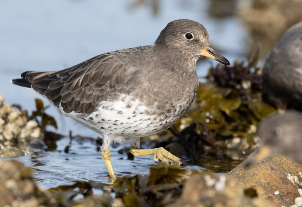 Surfbird at Halibut Point Rec