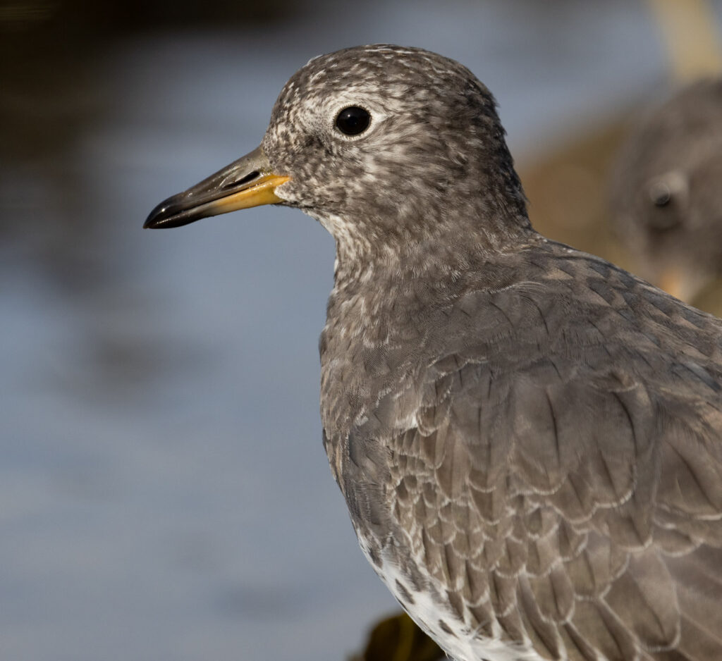 Surfbird at Halibut Point Rec