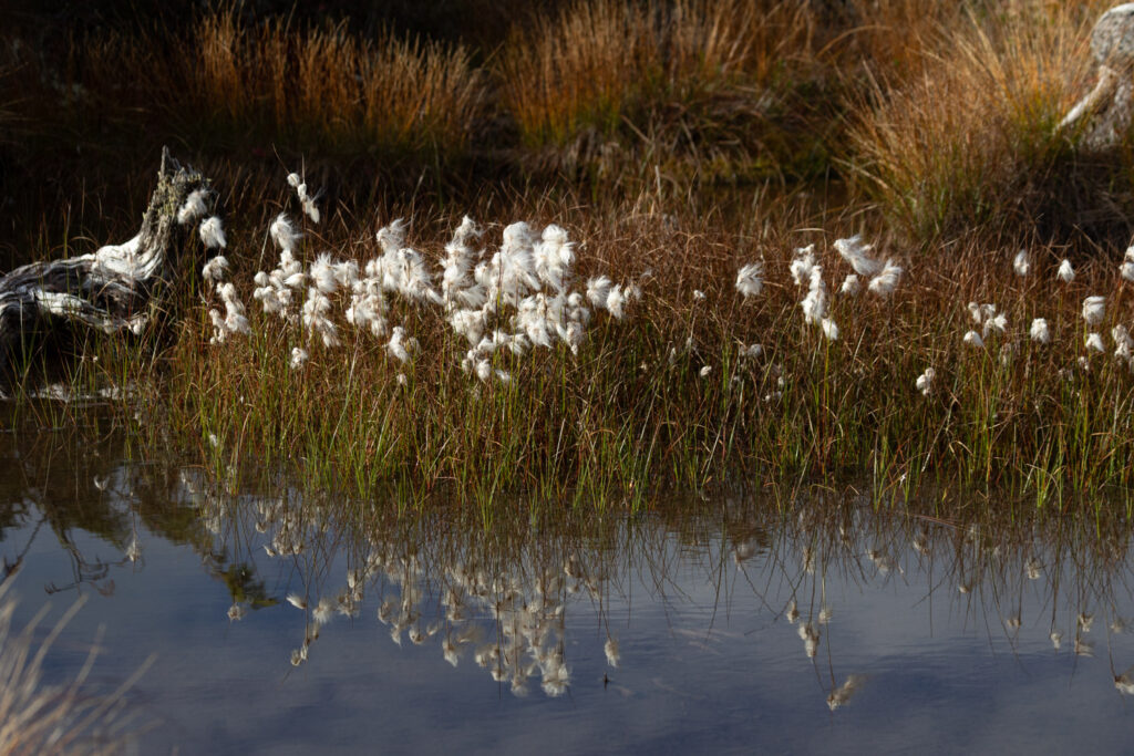 Cottongrass Reflected