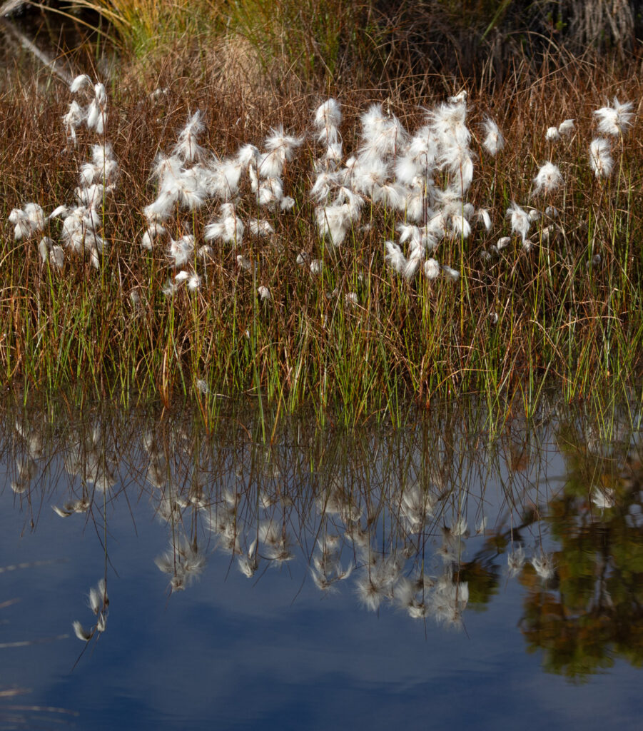 Cottongrass Reflected