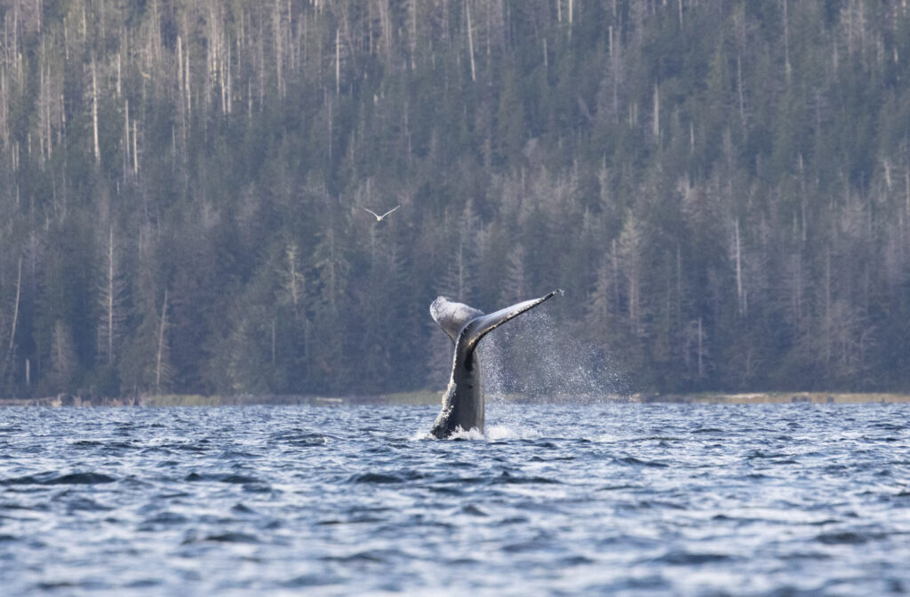 Tail Lobbing Whale