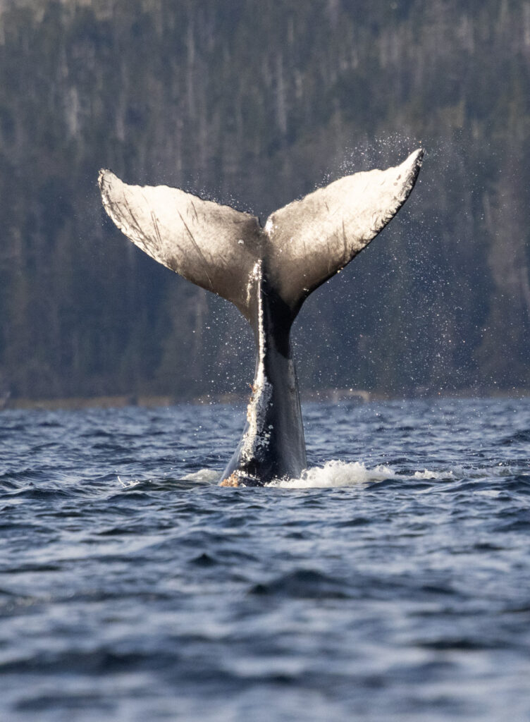 Tail Lobbing Whale