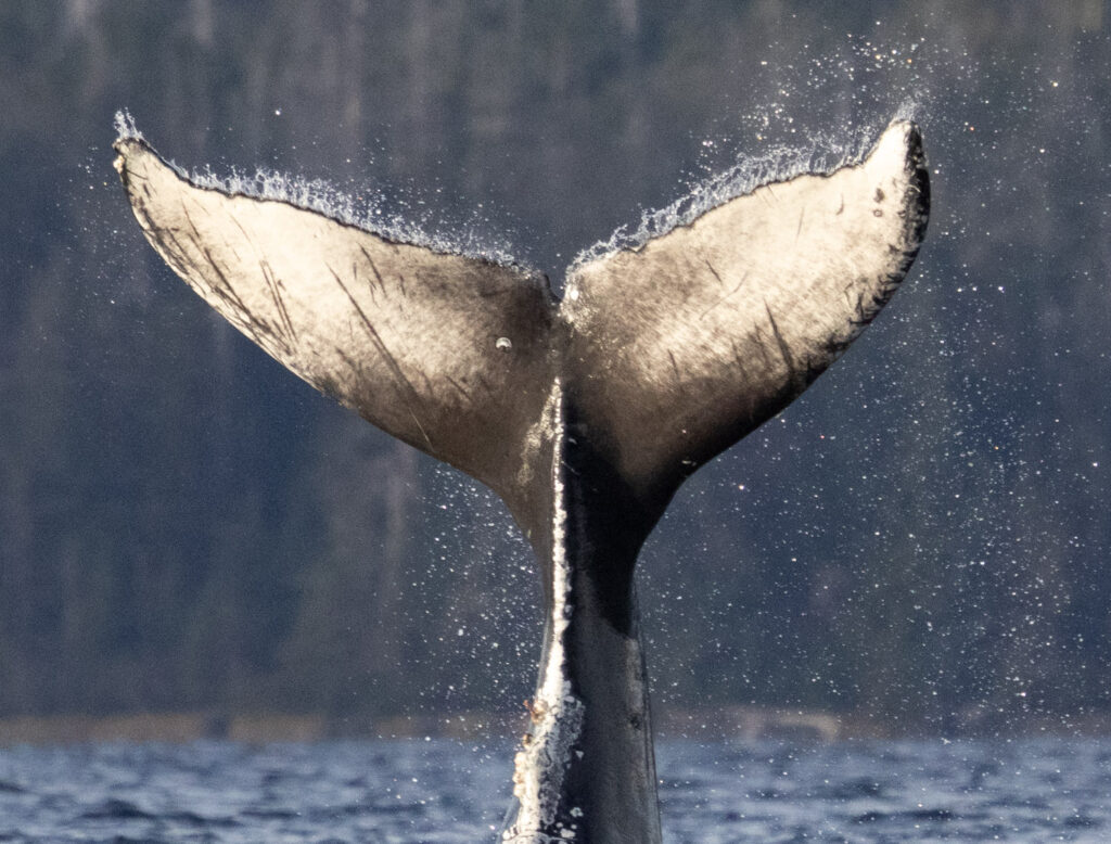 Tail Lobbing Whale