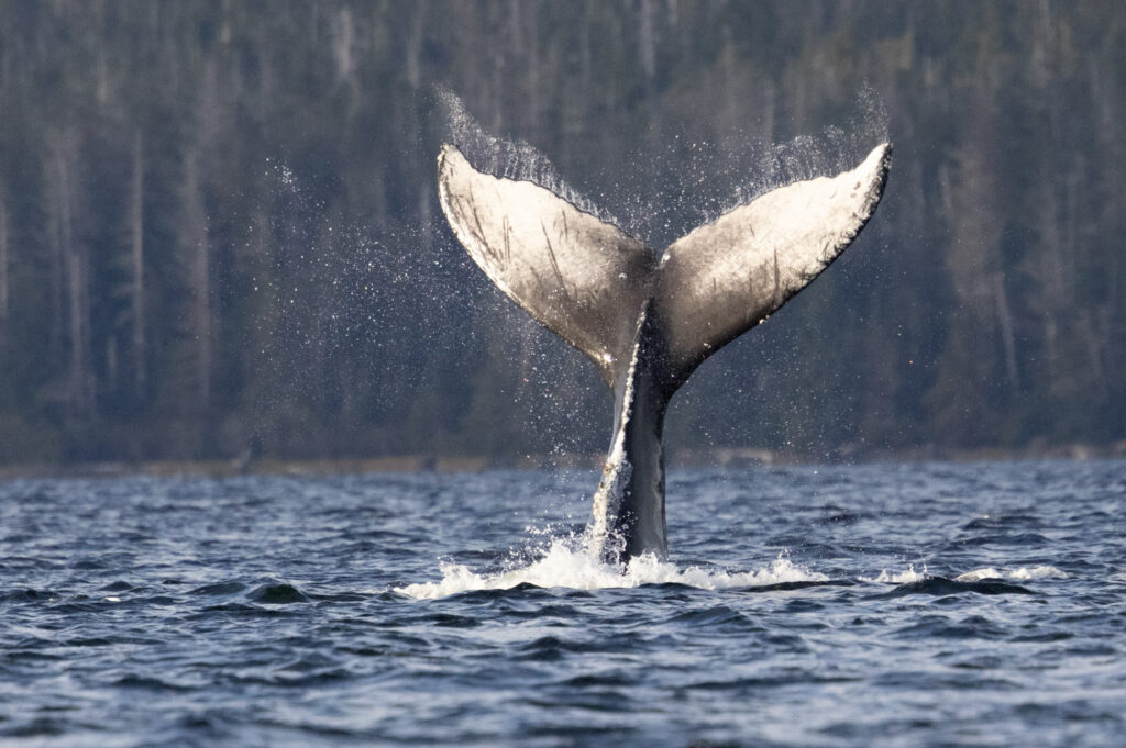 Tail Lobbing Whale