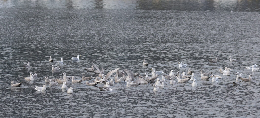 Gulls in the Channel