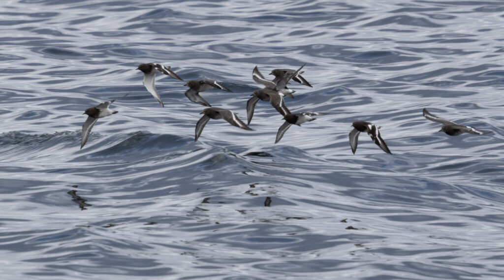 Black Turnstones and Surfbirds