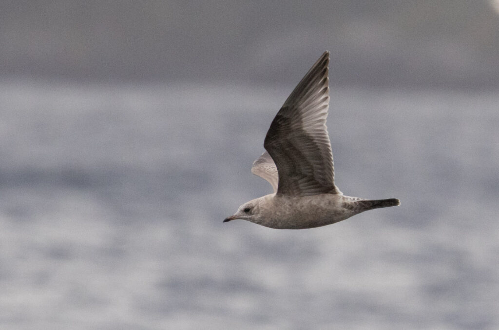 Short-billed Gull