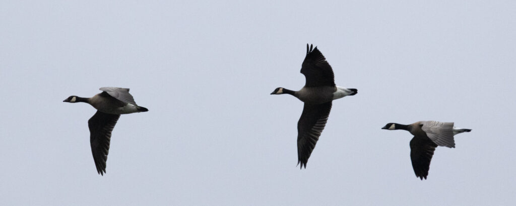 Cackling Geese Flying-by